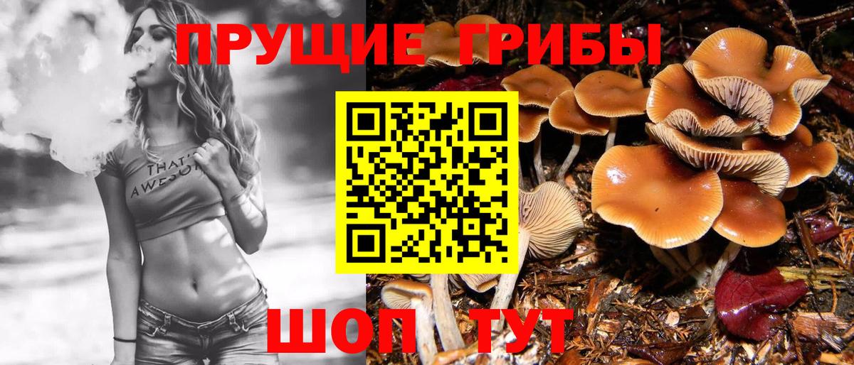 Галлюциногенные грибы Psilocybe Богданович